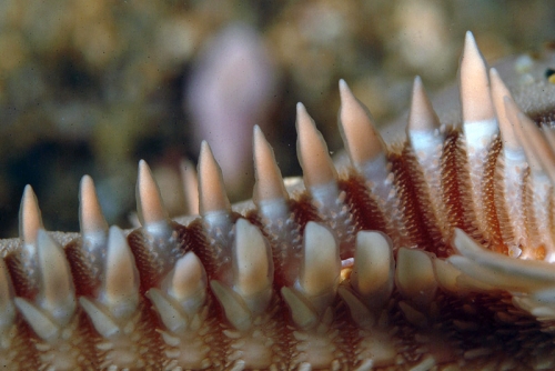 Astropecten platyacanthus