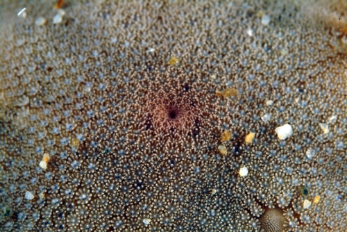 Astropecten platyacanthus