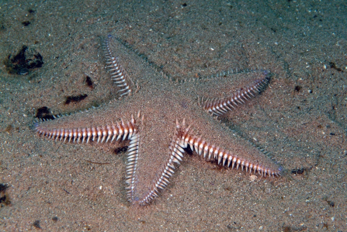 Astropecten platyacanthus Astropecten platyacanthus