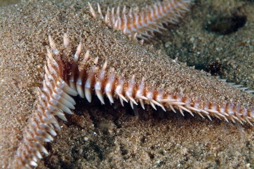 Astropecten platyacanthus