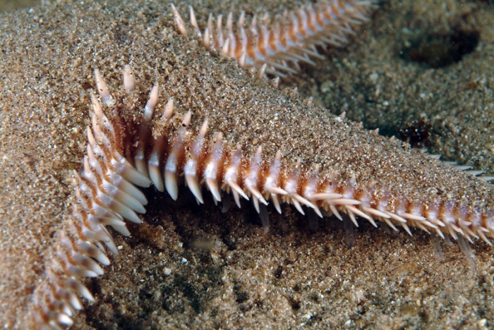 Astropecten platyacanthus Astropecten platyacanthus