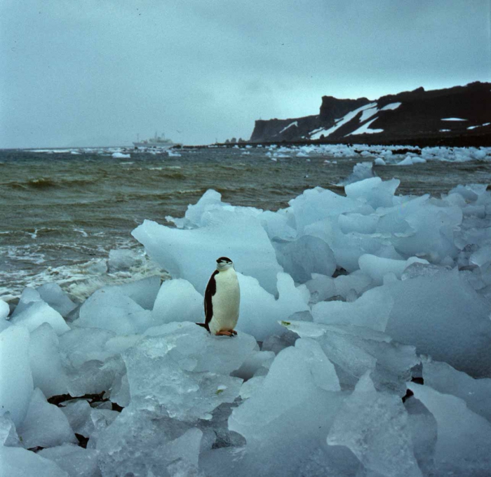 Pygoscelis antarctica Pygoscelis antarctica