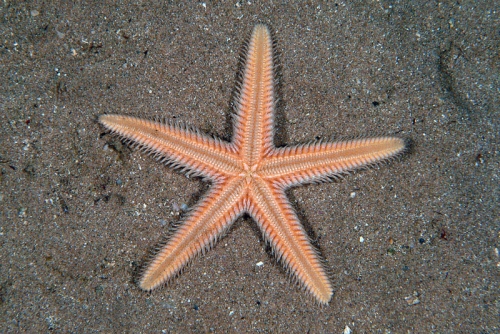 Astropecten platyacanthus