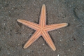 Echinodermata (echinoderms)