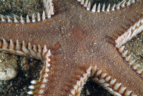 Astropecten platyacanthus