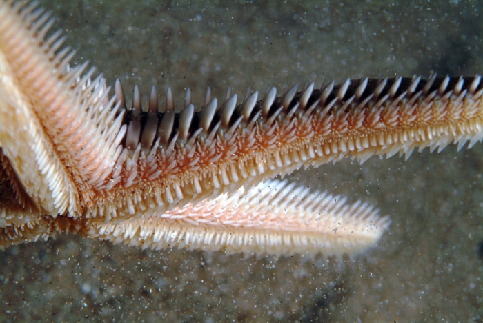 Astropecten platyacanthus Astropecten platyacanthus