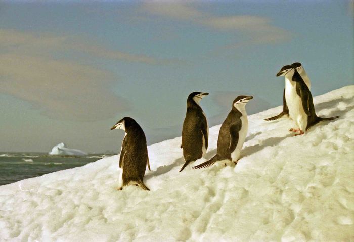 Pygoscelis antarctica Pygoscelis antarctica
