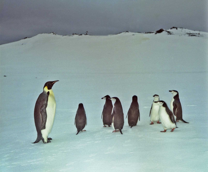 Aptenodytes forsteri & Pygoscelis antarctica Aptenodytes forsteri & Pygoscelis antarctica