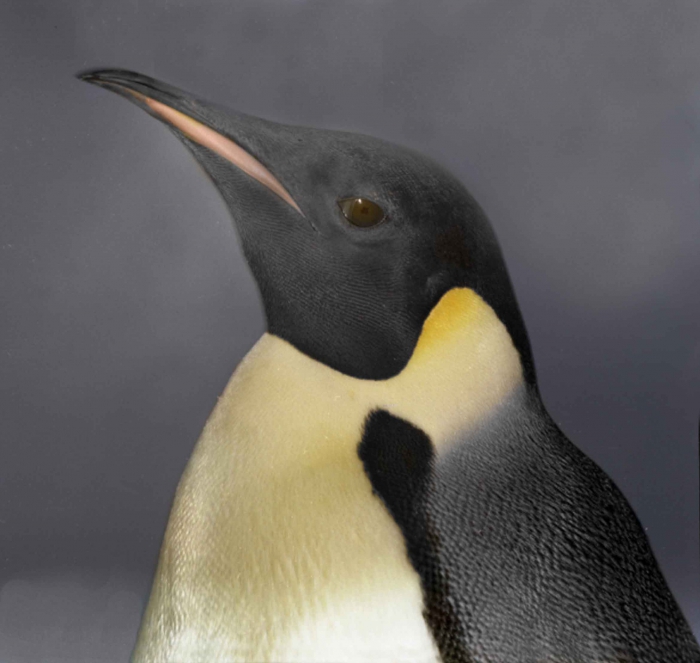 Aptenodytes forsteri Aptenodytes forsteri