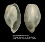 Notodiaphana atlantica