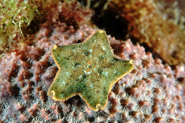 Asterina gibbosa Asterina gibbosa