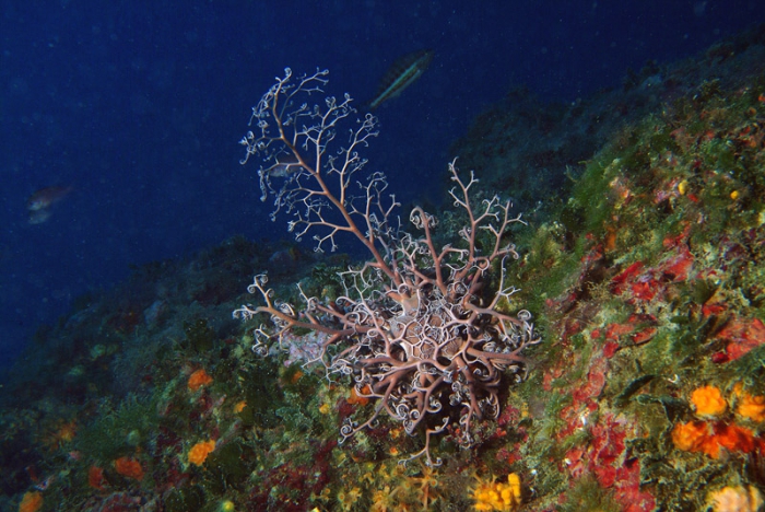 Astrospartus mediterraneus Astrospartus mediterraneus