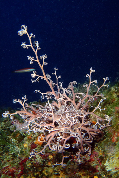 Astrospartus mediterraneus Astrospartus mediterraneus
