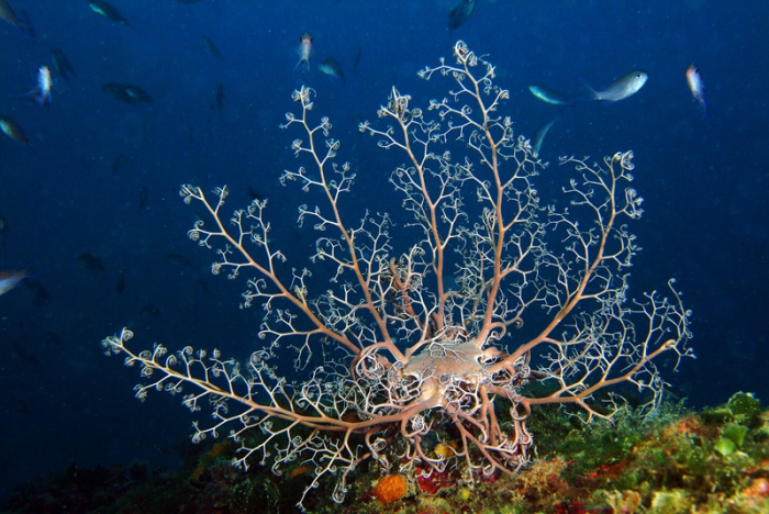 Astrospartus mediterraneus Astrospartus mediterraneus