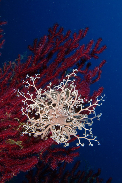 Astrospartus mediterraneus Astrospartus mediterraneus