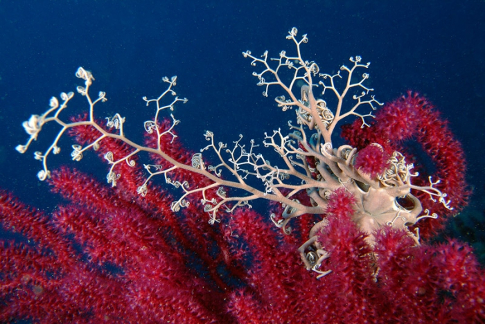 Astrospartus mediterraneus Astrospartus mediterraneus