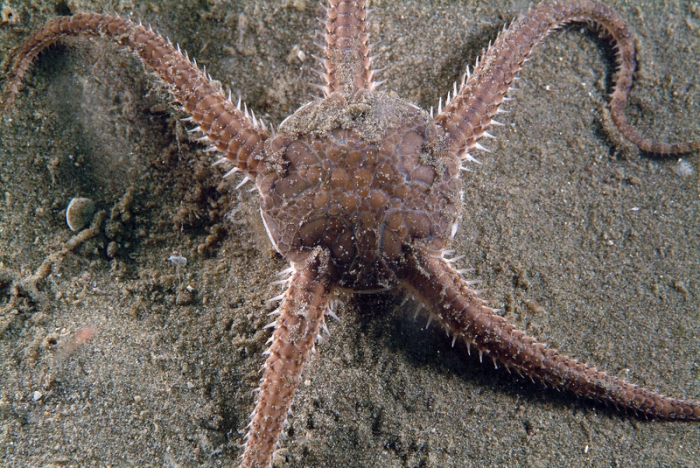 Ophiura ophiura Ophiura ophiura