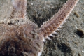 Echinodermata (echinoderms)