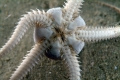 Echinodermata (echinoderms)