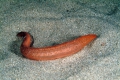 Echinodermata (echinoderms)