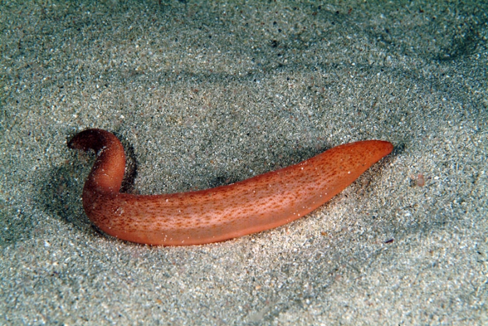 Oestergrenia digitata Oestergrenia digitata