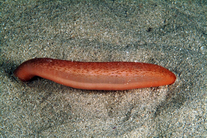 Oestergrenia digitata Oestergrenia digitata