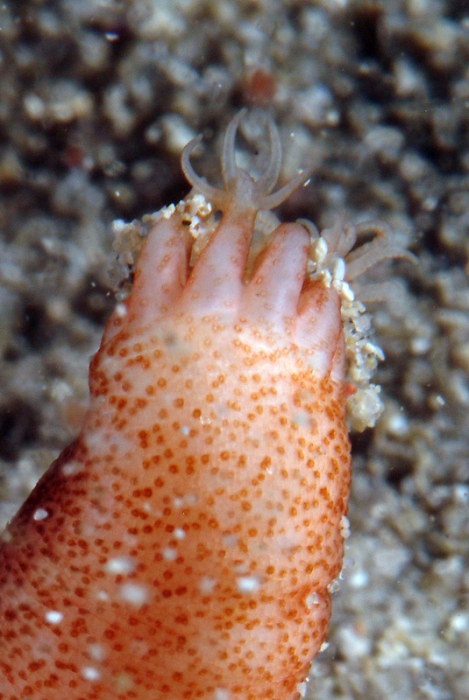 Oestergrenia digitata Oestergrenia digitata