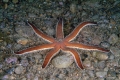 Echinodermata (echinoderms)