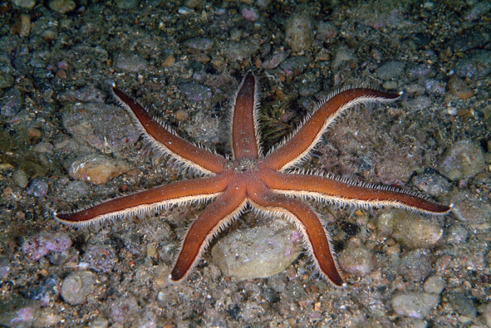 Luidia ciliaris Luidia ciliaris