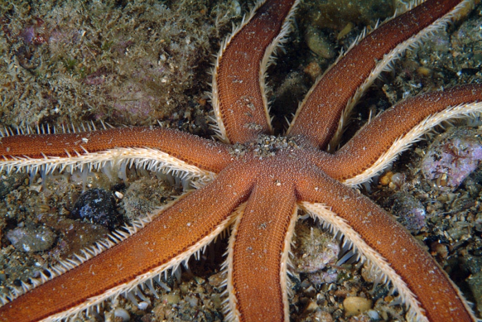 Luidia ciliaris Luidia ciliaris