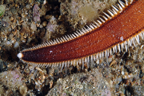 Luidia ciliaris