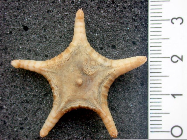 Hyphalaster scotiae Hyphalaster scotiae