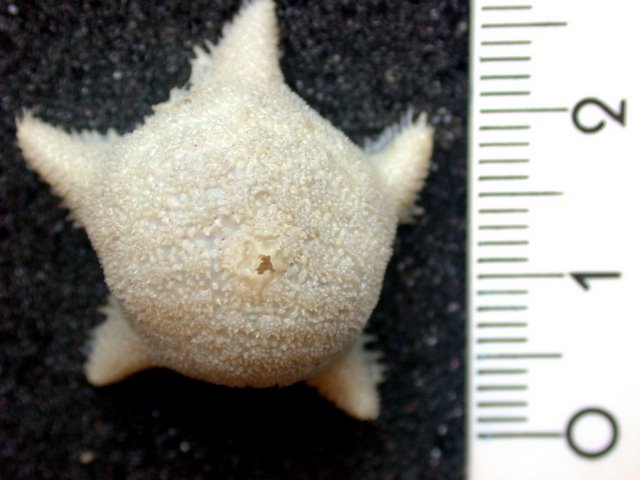 Marsipaster hirsutus Marsipaster hirsutus