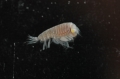 Amphipoda