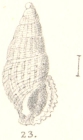 Rissoina abnormis G. Nevill & H. Nevill, 1875