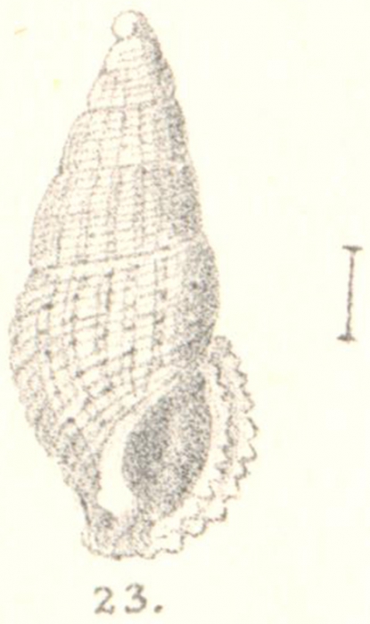 Rissoina abnormis G. Nevill & H. Nevill, 1875