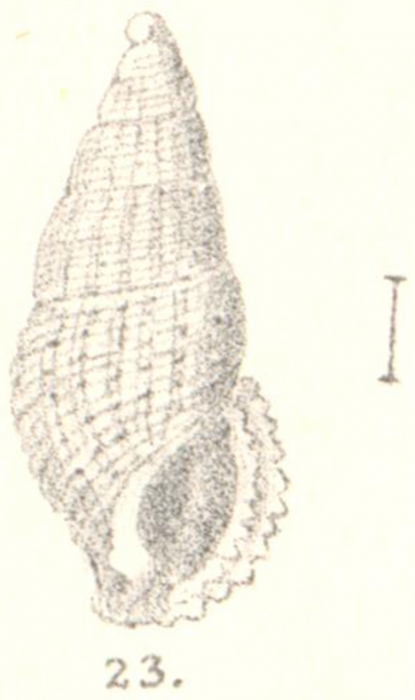 Rissoina abnormis G. Nevill & H. Nevill, 1875 Rissoina abnormis G. Nevill & H. Nevill, 1875