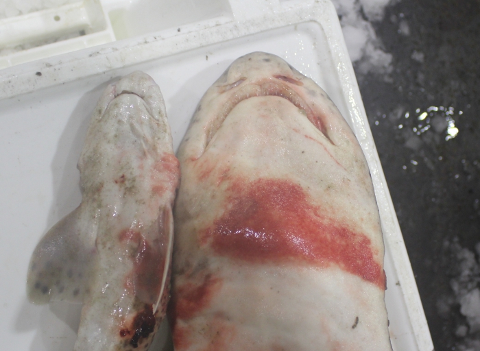 Smallspotted catshark - Scyliorhinus canicula (left) and nursehound - Scyliorhinus stellaris (right) Smallspotted catshark - Scyliorhinus canicula (left) and nursehound - Scyliorhinus stellaris (right)
