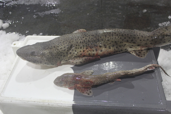 Nursehound - Scyliorhinus stellaris (top) and Smallspotted catshark - Scyliorhinus canicula (bottom) Nursehound - Scyliorhinus stellaris (top) and Smallspotted catshark - Scyliorhinus canicula (bottom)