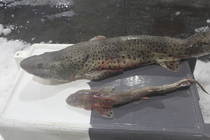 Nursehound- Scyliorhinus stellaris (top) and Smallspotted catshark - Scyliorhinus canicula (bottom)