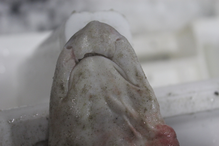 Smallspotted catshark - Scyliorhinus canicula Smallspotted catshark - Scyliorhinus canicula
