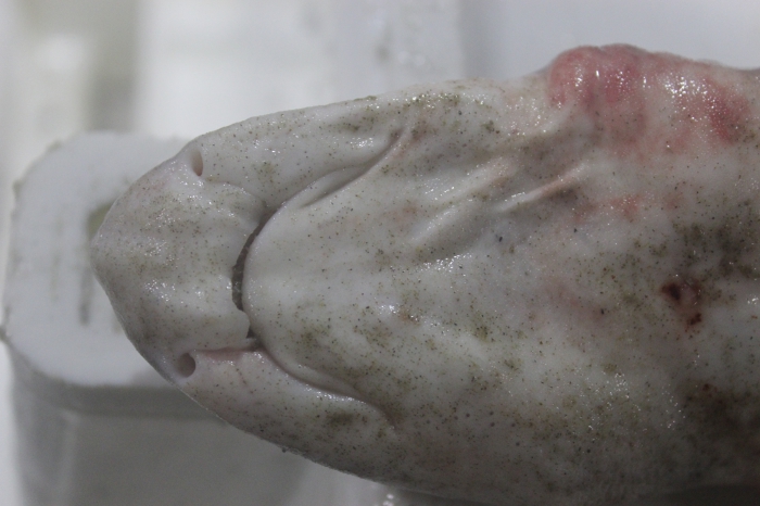 Smallspotted catshark - Scyliorhinus canicula Smallspotted catshark - Scyliorhinus canicula