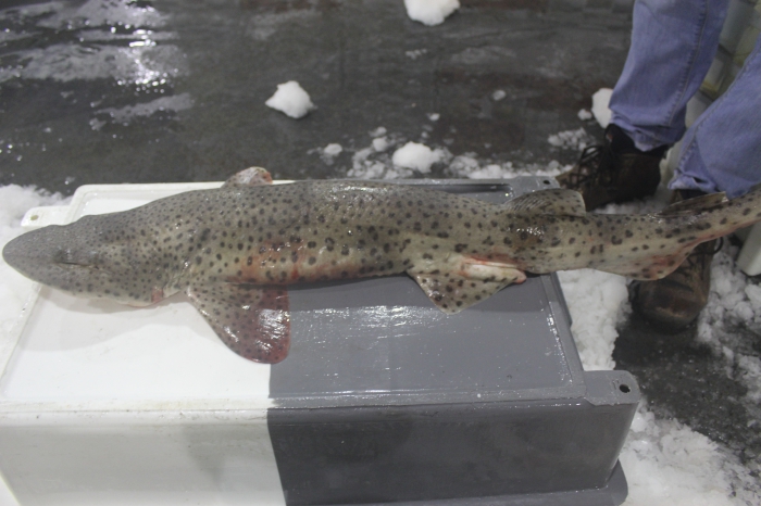 Nursehound - Scyliorhinus stellaris Nursehound - Scyliorhinus stellaris