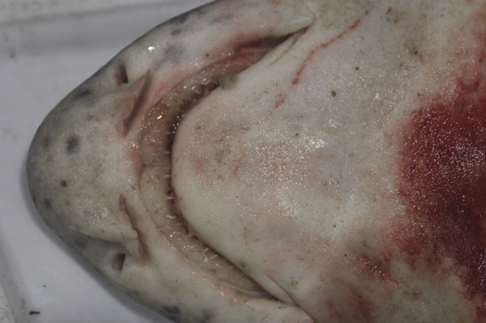 Nursehound - Scyliorhinus stellaris Nursehound - Scyliorhinus stellaris
