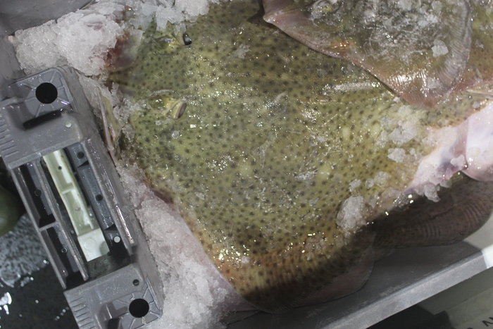Blonde ray Raja brachyura Blonde ray Raja brachyura