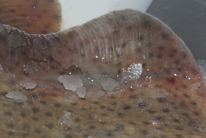 Blonde ray Raja brachyura Blonde ray Raja brachyura