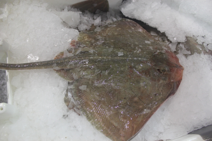 Small-eyed ray - Raja microocellata Small-eyed ray - Raja microocellata