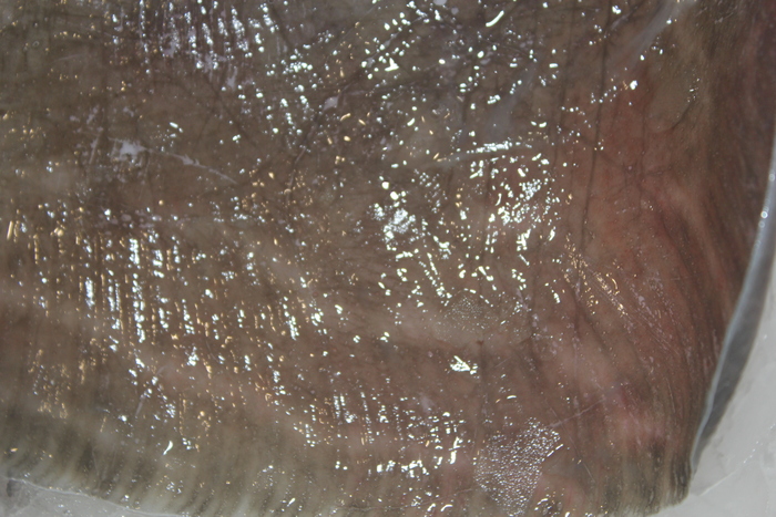 Small-eyed Ray - Raja microocellata Small-eyed Ray - Raja microocellata