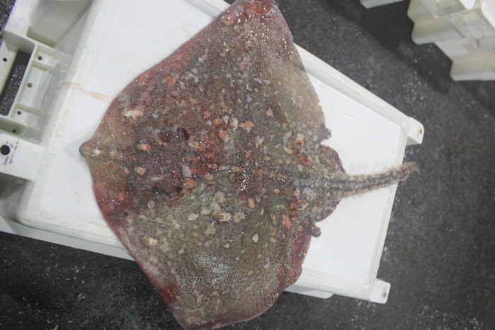 Thornback ray - Raja clavata 