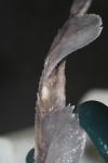 Thornback ray - Raja clavata 